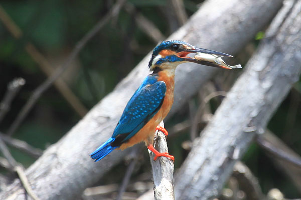 Commom Kingfisher